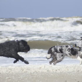 Hondenfoto van Angelique; Bruno, Charlie & Fenna  