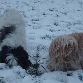 Hondenfoto van liesbeth,Turbo,Luna, Levi en Faith
