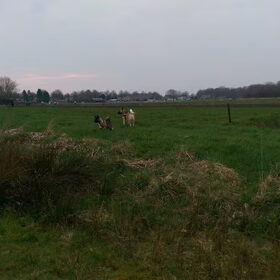 Hondenfoto van Jackie en Kiba:)