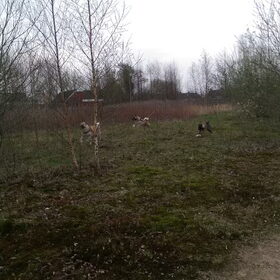 Hondenfoto van Jackie en Kiba:)
