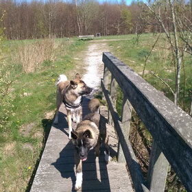 Hondenfoto van Jackie en Kiba:)