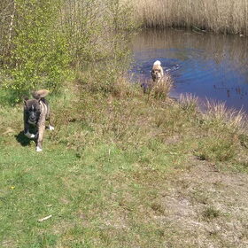 Hondenfoto van Jackie en Kiba:)