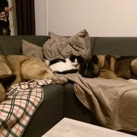 Hondenfoto van Jackie en Kiba:)