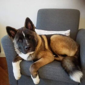 Hondenfoto van Jackie en Kiba:)