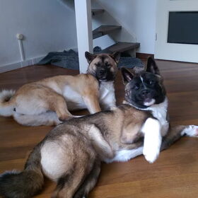 Hondenfoto van Jackie en Kiba:)