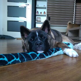 Hondenfoto van Jackie en Kiba:)