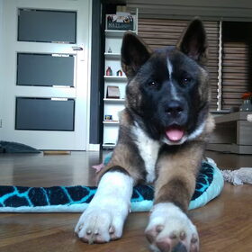 Hondenfoto van Jackie en Kiba:)