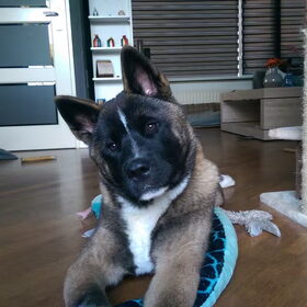Hondenfoto van Jackie en Kiba:)