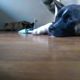 Hondenfoto van Jackie en Kiba:)