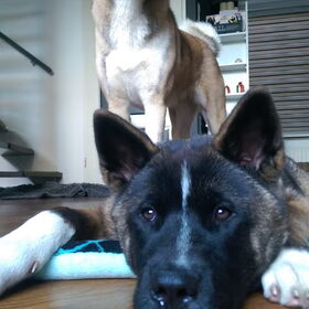 Hondenfoto van Jackie en Kiba:)