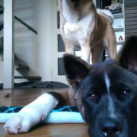 Hondenfoto van Jackie en Kiba:)