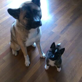 Hondenfoto van Jackie en Kiba:)