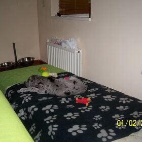 kijk mijn enorme bed:) ik word dan ook een grote hond;)