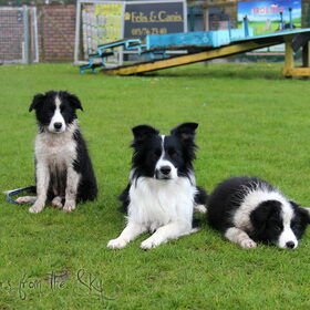 Hondenfoto van Shauni  *Sky~Jinx~Sansa~Hypno*