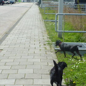 Hondenfoto van Roos,Jeff † en Waldo † en Mootje † 