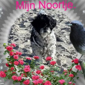 Noortje het roosje!