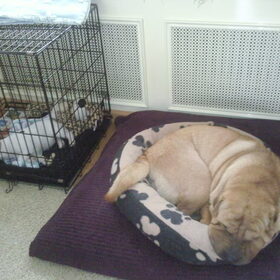 Hondenfoto van Dees & dogs
