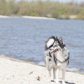Hondenfoto van Angelique; Bruno, Charlie & Fenna  
