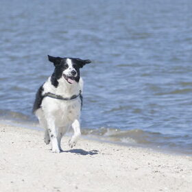 Hondenfoto van Angelique; Bruno, Charlie & Fenna  