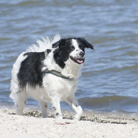 Hondenfoto van Angelique; Bruno, Charlie & Fenna  