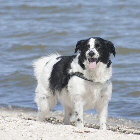Hondenfoto van Angelique; Bruno, Charlie & Fenna  
