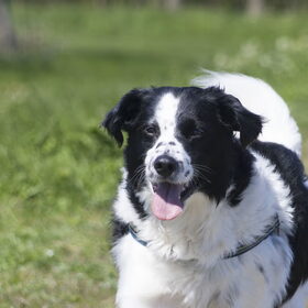 Hondenfoto van Angelique; Bruno, Charlie & Fenna  