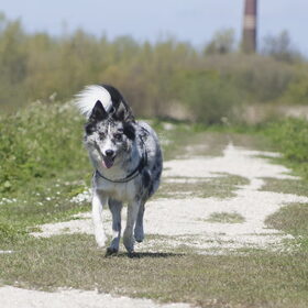 Hondenfoto van Angelique; Bruno, Charlie & Fenna  