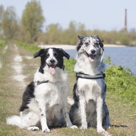 Hondenfoto van Angelique; Bruno, Charlie & Fenna  