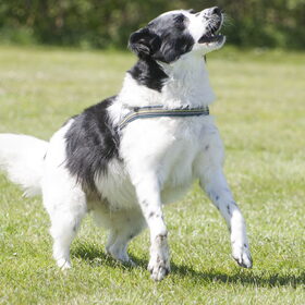 Hondenfoto van Angelique; Bruno, Charlie & Fenna  