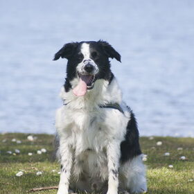 Hondenfoto van Angelique; Bruno, Charlie & Fenna  