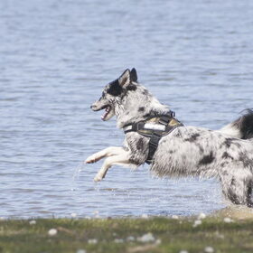 Hondenfoto van Angelique; Bruno, Charlie & Fenna  