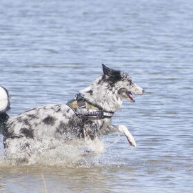 Hondenfoto van Angelique; Bruno, Charlie & Fenna  