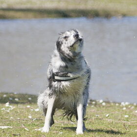 Hondenfoto van Angelique; Bruno, Charlie & Fenna  