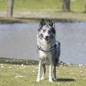 Hondenfoto van Angelique; Bruno, Charlie & Fenna  