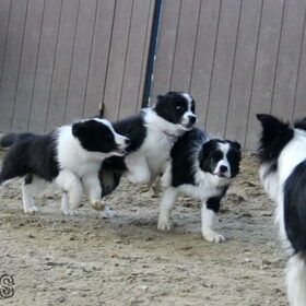 Hondenfoto van Shauni  *Sky~Jinx~Sansa~Hypno*