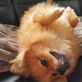 Speelvogeltje, allez speelhondje he :-)