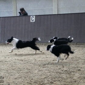 Hondenfoto van Shauni  *Sky~Jinx~Sansa~Hypno*