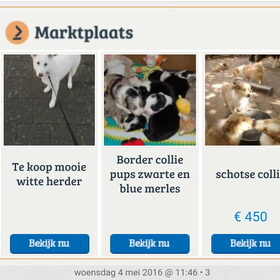 Hondenfoto van Koning Obi 
