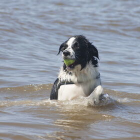 Hondenfoto van Angelique; Bruno, Charlie & Fenna  