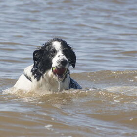 Hondenfoto van Angelique; Bruno, Charlie & Fenna  