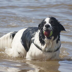 Hondenfoto van Angelique; Bruno, Charlie & Fenna  