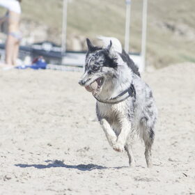 Hondenfoto van Angelique; Bruno, Charlie & Fenna  