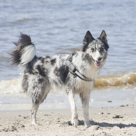 Hondenfoto van Angelique; Bruno, Charlie & Fenna  