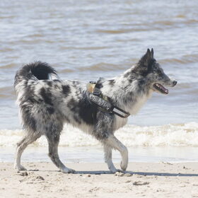 Hondenfoto van Angelique; Bruno, Charlie & Fenna  