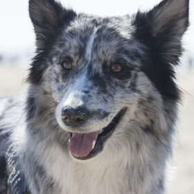 Hondenfoto van Angelique; Bruno, Charlie & Fenna  