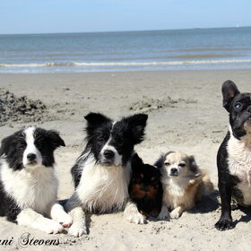 Hondenfoto van Shauni  *Sky~Jinx~Sansa~Hypno*