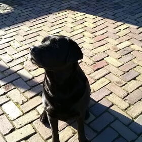 Hondenfoto van Jasmijn&.......... &Ginger (R.I.P)