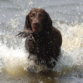 Joy is zoals je ziet stapel op water.