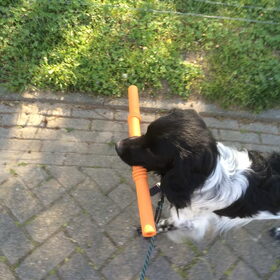 Hondenfoto van Doortje & Tibbe