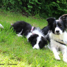Hondenfoto van Shauni  *Sky~Jinx~Sansa~Hypno*